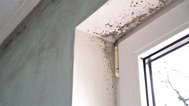 Best Industrial Mold Remediation in Manistee, MI