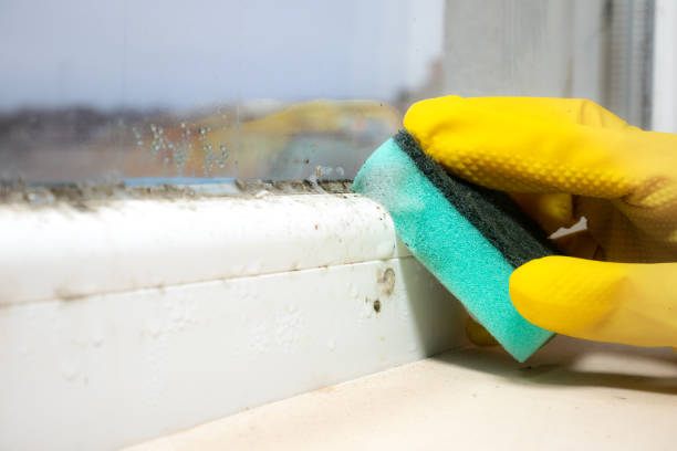 Trusted Manistee, MI Mold Remediation Experts