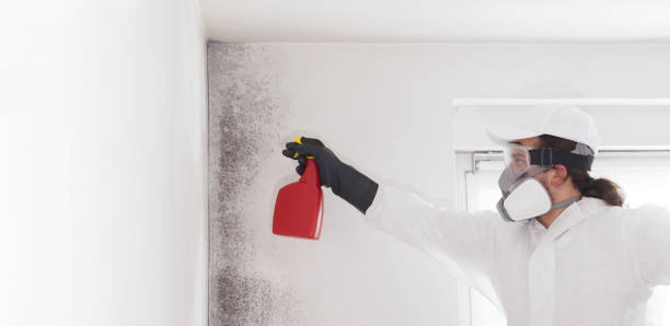 Best Kitchen Mold Remediation in Manistee, MI