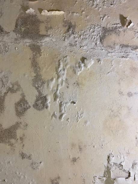 Best Residential Mold Remediation in Manistee, MI