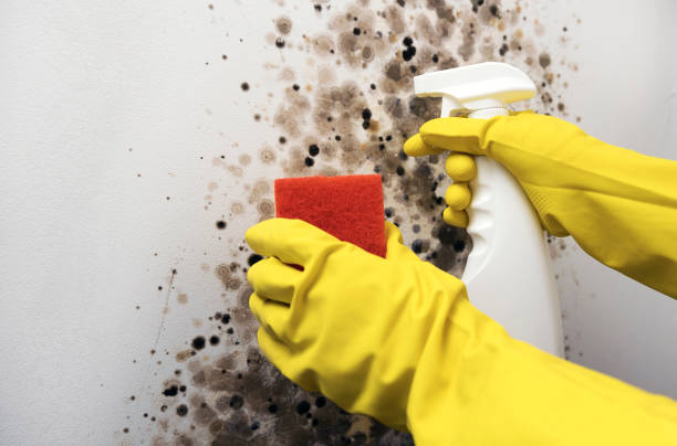 Best Kitchen Mold Remediation in Manistee, MI