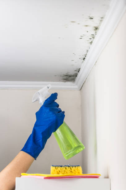 Best Basement Mold Remediation in Manistee, MI